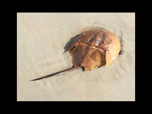 서울형 가사서비스 지원내용