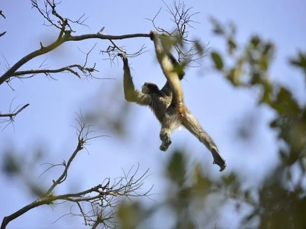 위메이드맥스 최근이슈
