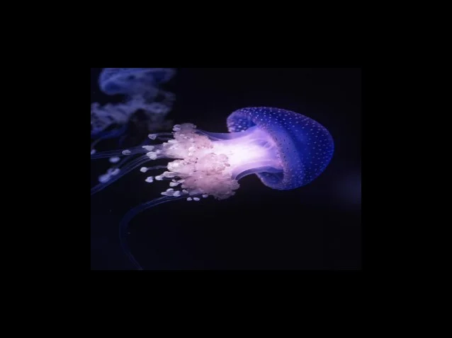 카카오뱅크 계좌개설 확인서 출력