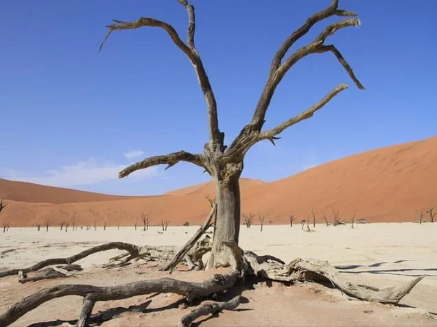 벌 쏘임 응급처치