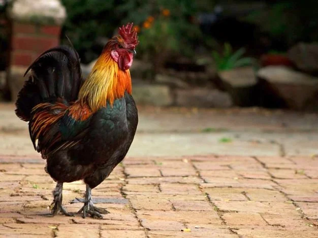 보청기 구입 얼마까지 지원되나요?